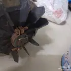 دينمو للبيع. مستخدم