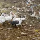 بط العدد 9 ذكور واناث
