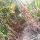 معلم شبوكات وعمل جوده عاليه