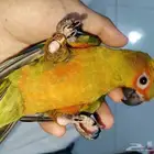 صن كنيور