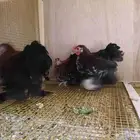 دجاج كوشن