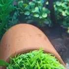 شرمب برتقالي للبيع Orange Shrimp