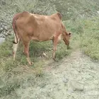 بقره للبيع