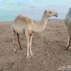 للبيع بكره مفروده باتليه