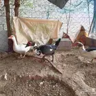 بط للبيع