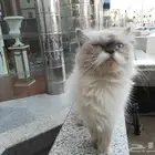 قط ه شيرازيه اصيله