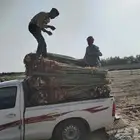 ابومحمد لتوريد جميع انواع النخيل المثمر تواصل