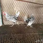 دجاج سبرايت تم تم البيع
