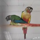 ازوج كنيور يلو سايد ومون شيك وصن شيك واناناس