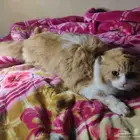 قطط شيرازي