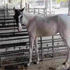 حصان للبيع