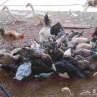 دجاج بلدي وبط بلدي