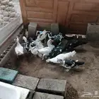 للبيع بط اناثي الحبه 30 للتواصل  واتساب