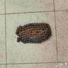 جنزير للسيكل