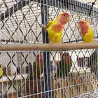 زوج روز تم تم البيع