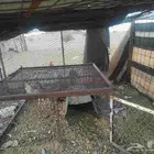شبك للبيع اقبل بدل دجاج او ارنب