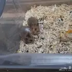 همستر للبيع باقي صغير