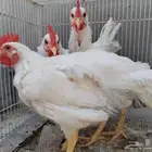 ديوك لوهمان
