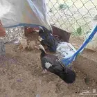 بط للبيع