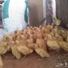 صوص بط بكيني