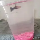 سمكه للبيع يجي معاها اكلها