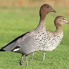 نوادر البط بط الخشب الاسترالي