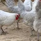 دجاج