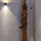 نخل شنطوني زينه