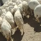 غنم حريه حرش