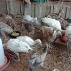 صيصان دجاج رومي