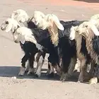 رخال نجد مقاني العدد 9 رخال 1 خاروف