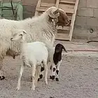 فحل نعيم مشروط النسف والقريع والإنتاج