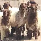 جذعات نعيم دبس العدد 6 جذعات 1 سدس