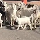 معزه مشاريك مصري شامي العدد 14 مع الفحل يتبعهن 24