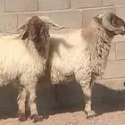 فحول نعيم مشروطه النسف والقريع والإنتاج