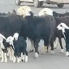 نجد ولد العدد 5 يتبعهن 7 توام 2