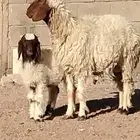 نعيمه والد خاروف عمرو شهرين السن ثنيه