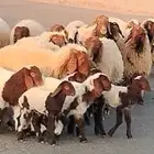 شياه نعيم مقاني ولد العدد 21 يتبعهن 24