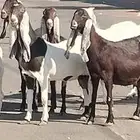 معزه حجازيات العدد 9 مع الفحل