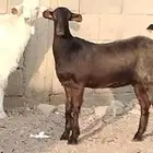 جفار شاميه العدد 2 عمرهم 7 أشهر عفيات