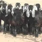 جفار عوارض عمرهم 7 أشهر مراح وأحد