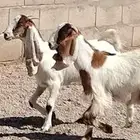 جفار هولندي العدد 2 عمرهم 5 أشهر