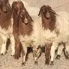 رخال نعيم عمرهم من 5 إلى 6 أشهر