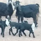 معزه عوارض ولد توام العدد 2 يتبعهن 4 روم