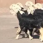 رخال نجد العدد 10 مقاني طيبات