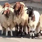 فحل نعيم مشروط النسف والقريع السن ثني