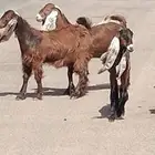 جفار مقاني طيبات الي ياسس مراح العدد 6