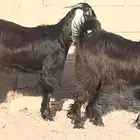 جفار عوارض عمرهم 7 أشهر عفيات مقاني العدد 2