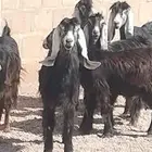 معزه عوارض العدد 6 جذعه وثنية ورباع