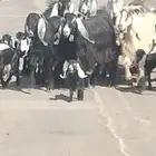 معزه عوارض العدد 11 يتبعهن 21 روم وديد سلم